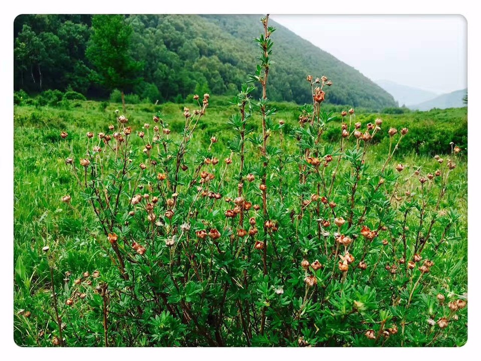 mmexport1497765082030