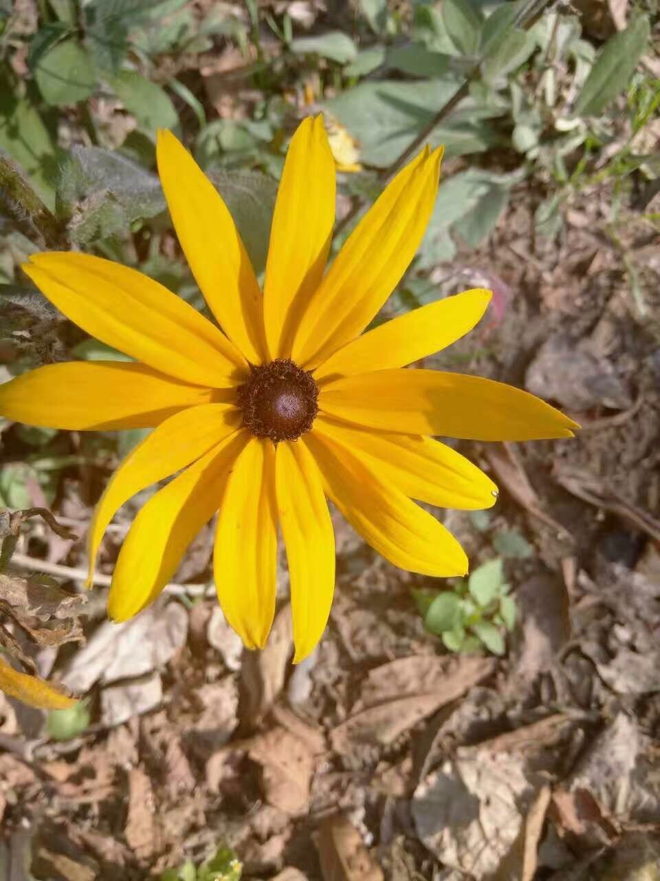 mmexport1497652398068