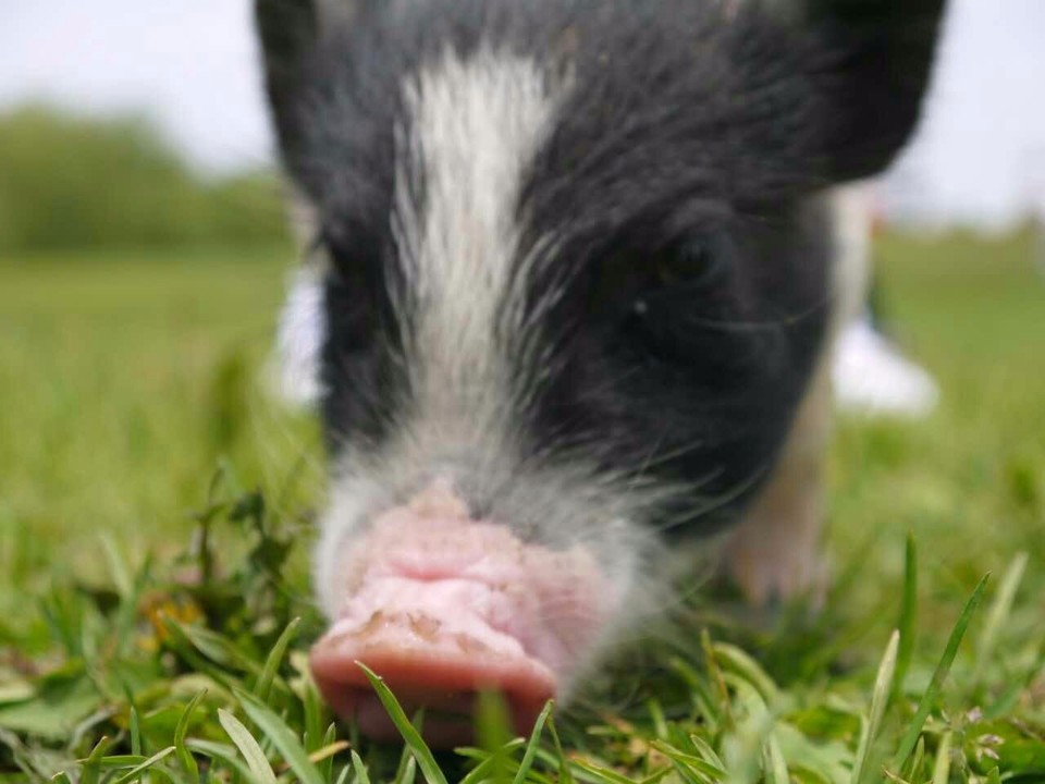 mmexport1497096991276