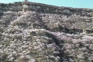 三月桃花栈徒步