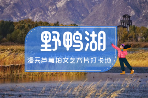 中午出发｜野鸭湖｜橘子日落-网红打卡拍芦苇漫天-闯入金色芦苇荡的冬日童话