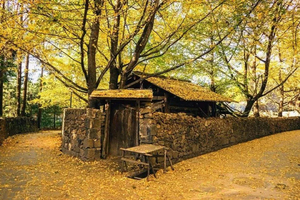 11月24日--12月5日|【滇西南•腾冲银杏】哀牢山；翁丁古村；诺邓古村；高黎贡山徒步；和顺古镇；无量山樱花；芒市--