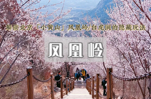 1日｜凤凰岭•后花园白虎涧-京郊赏花天花板の即将迎来盛花期（初级）