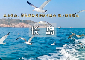 五一3日｜长岛•寻找黄.渤海交汇处-喂食万鸟岛海鸥/品尝海鲜盛宴/体验岛民生活-玩转中国十大醉美海岛