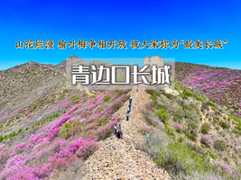 1日｜青边口｜塞外青边口-邂逅醉美榆叶梅-错过等一年