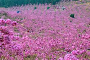 （本周主推）佛山出发！特惠98【江门紫花风铃+葵树林】最美粉嫩紫花风铃花海，走进梦幻童话世界！千亩葵树林拍大片！