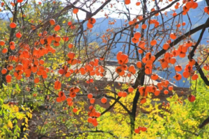 （本周主推）佛山出发最后几期！特惠108元【从化秋色】从化千亩“柿”外桃源，红红火火满枝头+米埗小镇稻田