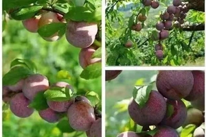 佛山出发精品团！乡村徒步【从化星溪线+摘三华李】从化最美星溪线+特色竹筒饭+摘三华李