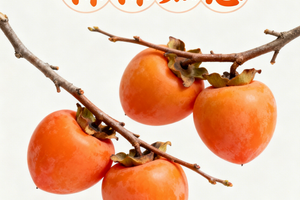 私家旅拍活动，只需要268！柿柿如意，从化柿子园旅拍+英德网红大片狗尾巴草+英九庄园茶文化体验！