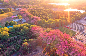 广佛出发！新线【广东版的“蓝眼泪”】日照金山“蓝眼泪”+广东莫奈花园花海盛开+任摘任吃沃柑+美味农家菜