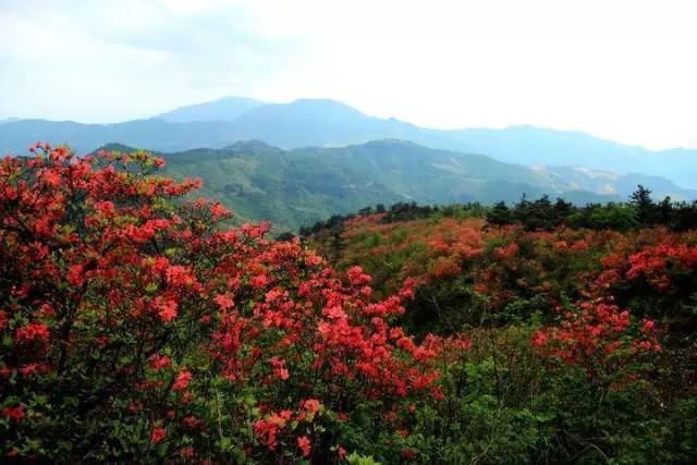 【周末去哪儿】有奖竞猜(神秘大奖)赏满山红杜鹃-挑战
