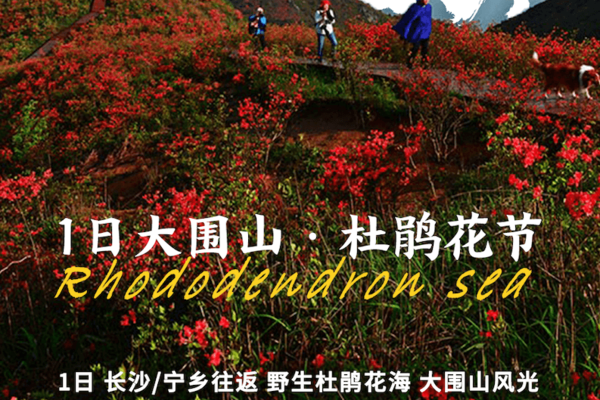 1日大围山丨在最佳花期5月，看满山杜鹃花海，一不小心误入人间仙境！