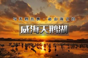 【元旦 | 威海天鹅湖】3天活动【网红威海の一半浪漫一半山海-奔赴一场山海之约-与天鹅共舞】