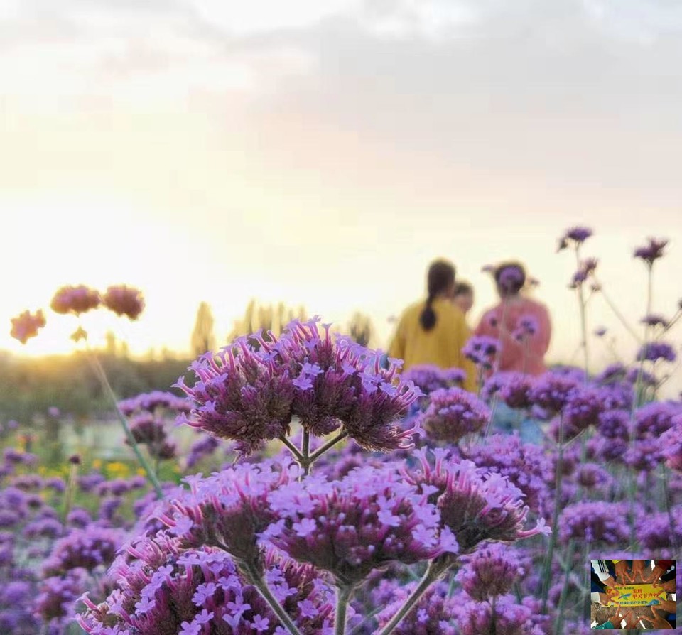 21452fcde0e4c4d5ee2c120045bdb4e