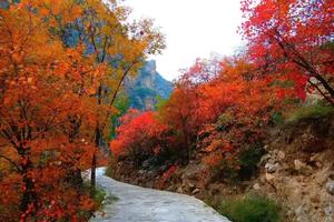 10月25日 （周三）：郑国渠红叶节+袁家村美食节  户外一日游   75元 