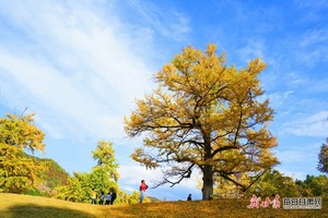 10月26日 （周六）：嘉陵镇千年银杏+灵官峡漫山红叶  户外一日游   85元