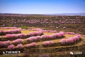 4月2日（周三）：金鸡岭梯田花海  户外1日游  108元
