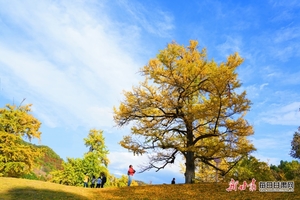10月27日 （周一）：千年银杏嘉陵谷+漫山红叶灵官峡 一日游   85元