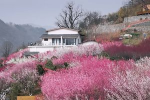 1月22日—23日：子午梅苑+免票皇冠雪乡+城隍庙+户外礼物 2日游  188元