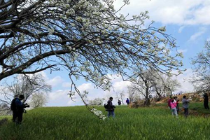 “穿越奇峰”徒步赏花活动
