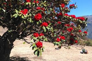 苍山西坡赏花（当天往返） 