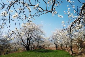 畅跑梨花村趣味越野赛——2017鹤庆•奇峰梨花文化旅游节活动