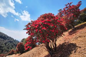 【已结束】3.24漾濞百里花海徒步赏花
