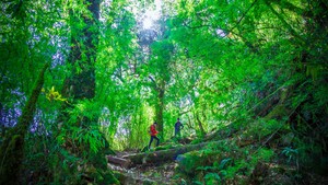 7月5日【精装版】穿越云南原始森林|高黎贡山徒步|温泉|