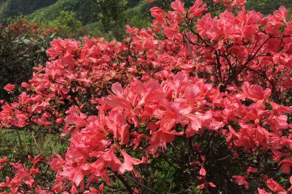 【踏遍青山⑭】中国最美杜鹃花@你 周末来找我！