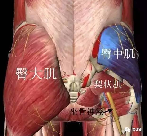 梨状肌若受损伤,或梨状肌与坐骨神经解剖发生变异就可能使坐骨神经