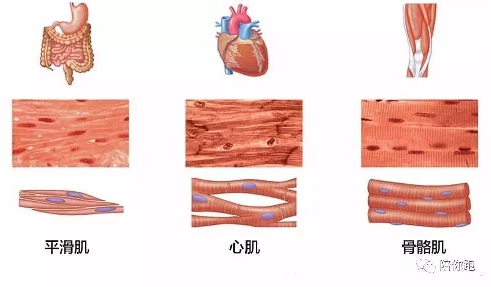 平滑肌