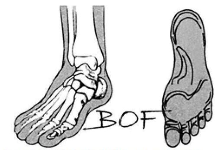 of the foot,简称bof)位于种子骨关节的正下方,第一节骨和大脚趾中间