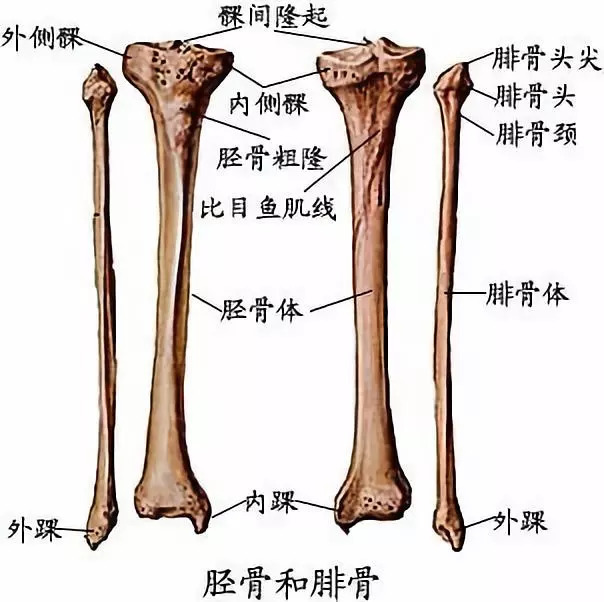 腓骨仅和另一块小腿骨头连结,不连到大腿骨.