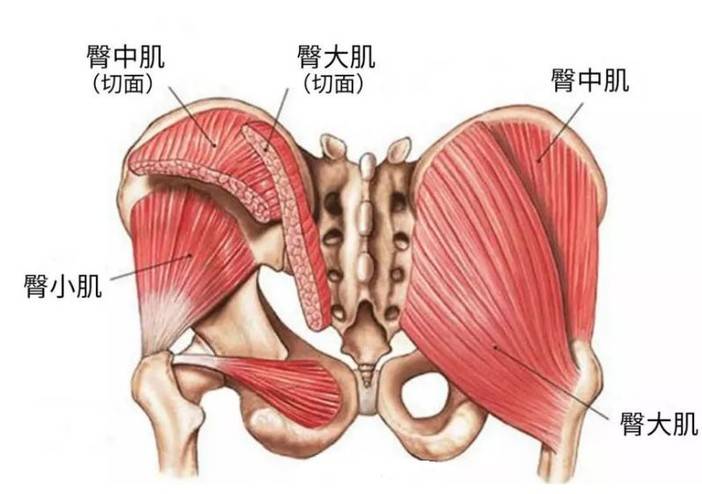 核心中的核心臀大肌与髂腰肌