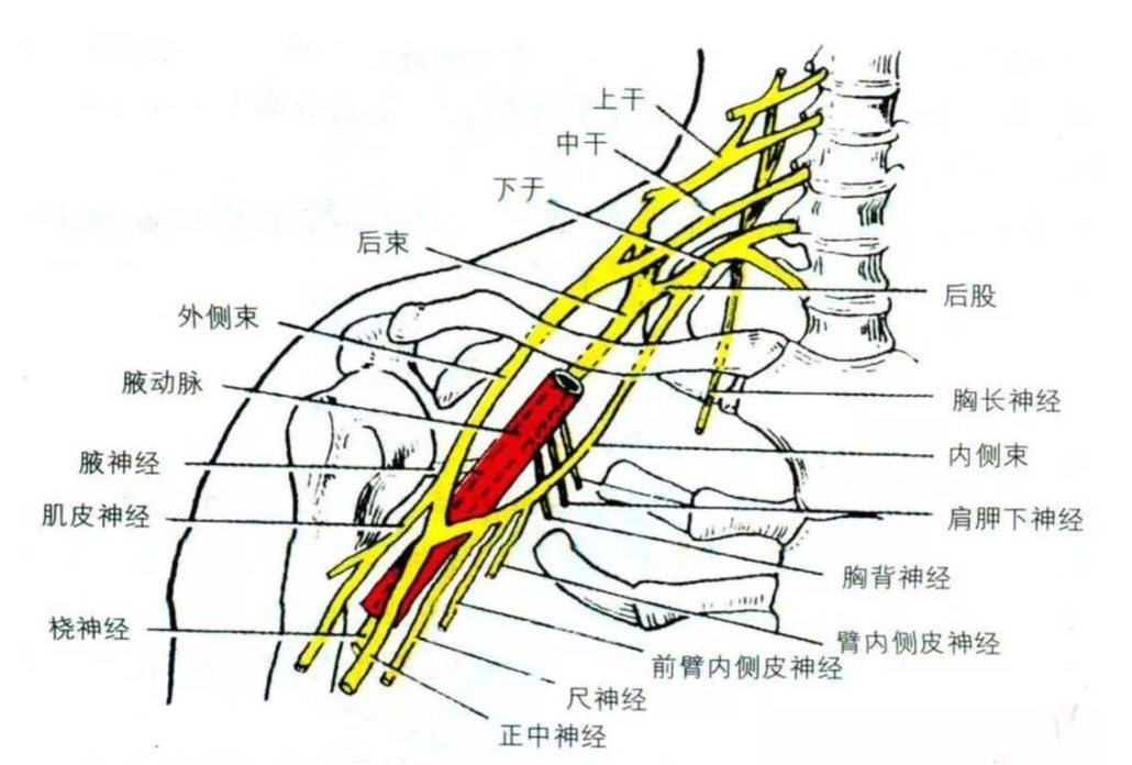 颈部前三角