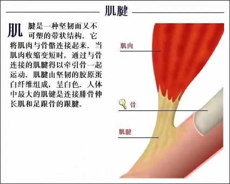 因此,肌腱富有弹性,韧带充满韧性.