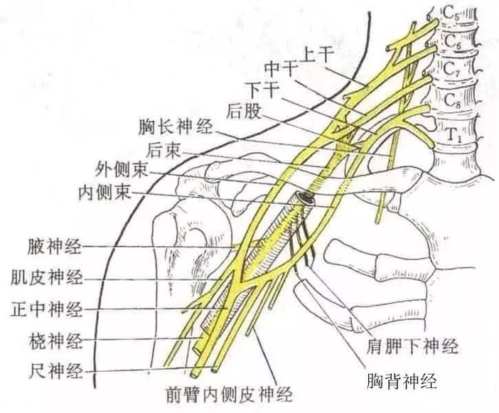 该区域可轻松进入颈动脉和锁骨下动脉,一般经验法则,在头部和颈部附近