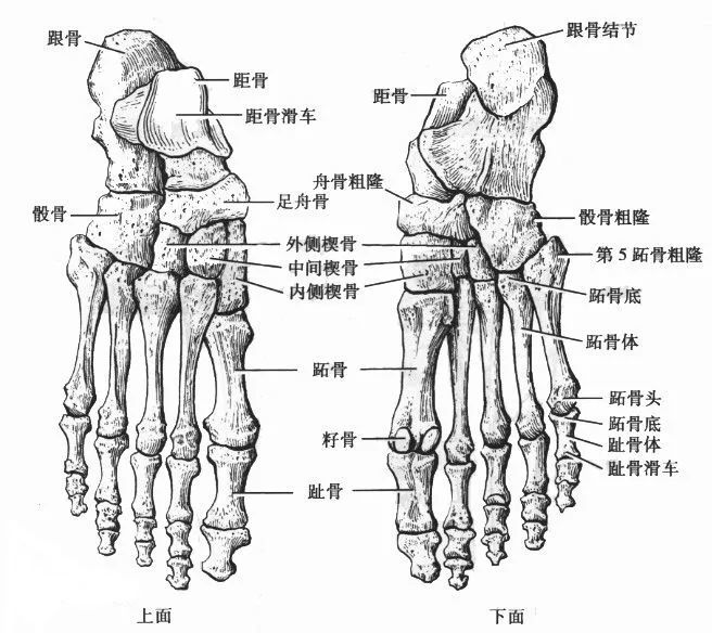 在下肢骨骼和足底,最易发生部位排序是:胫骨,跗骨(组成足后半部的短骨