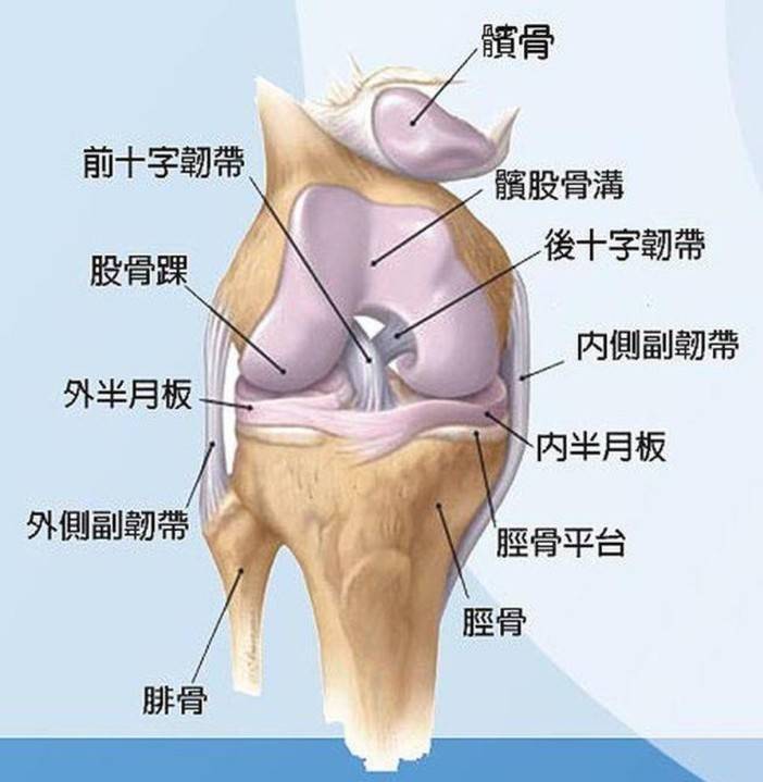 膝盖构造分为大腿骨,膝盖骨,胫骨,腓骨,半月板等,关节骨头表面包覆着