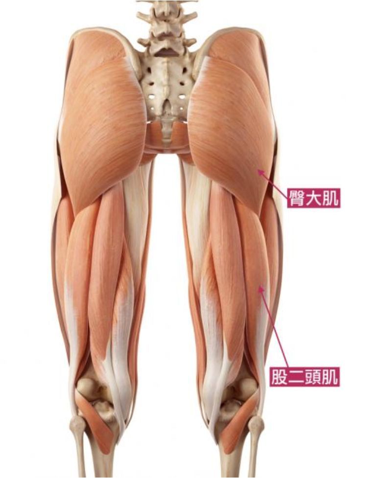 一起来了解一下下肢的肌动学有点复杂,想锻炼到全面的内收肌群,不是只