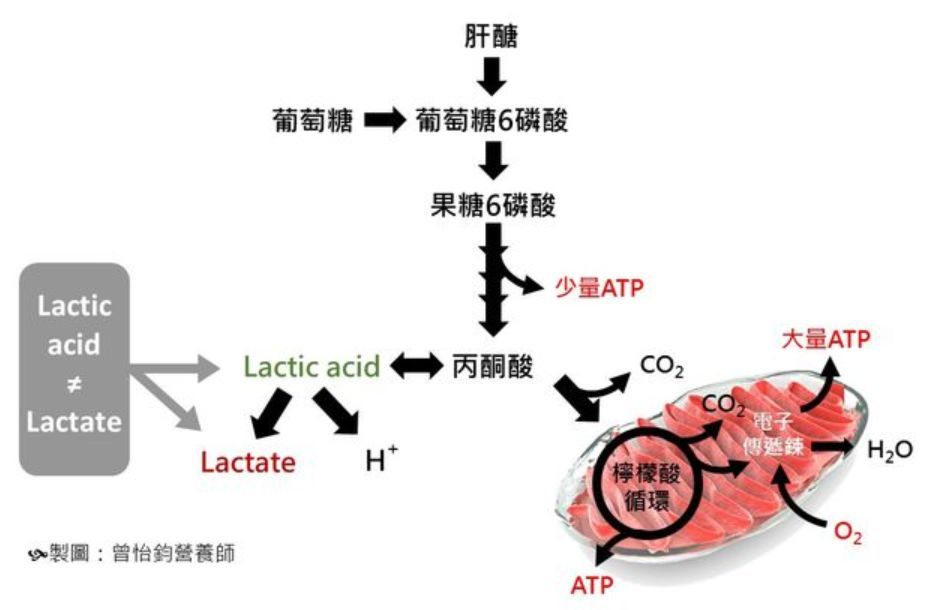 有些学者认为,可以将乳酸盐视为是一种人体内酸性的缓冲物质,乳酸盐