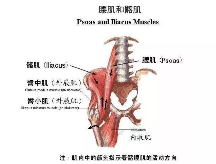 导致髋部屈曲的肌肉处于缩短的状态,当髋屈肌(主要成员髂腰肌)缩短时
