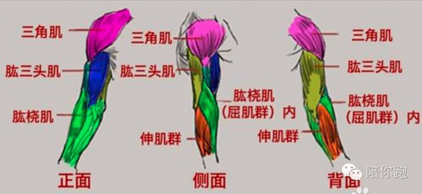 甩掉"蝴蝶袖"   "蝴蝶袖"位于肱三头肌(上臂后缘)的位置,即大臂内侧