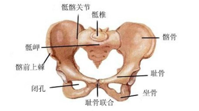 碗状骨盆前侧有个较不稳定的地方,叫做「耻骨联合」.