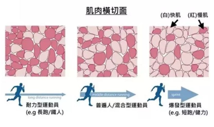 从外观来分有红肌纤维(i型肌纤维)与白肌纤维(ii型肌纤维,从肌纤维的