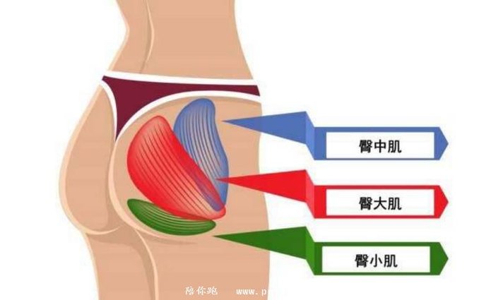 莫等受了伤才明白臀中肌真的很重要