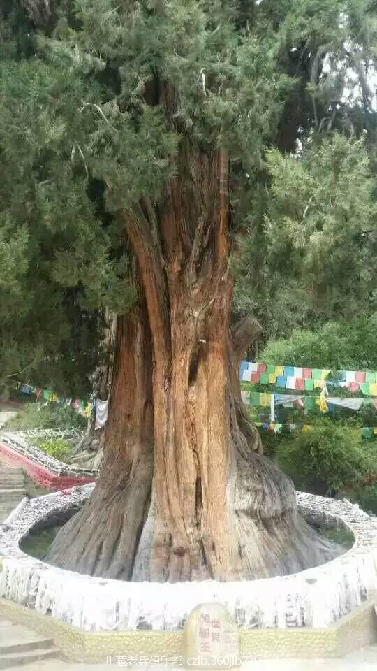 巨柏树