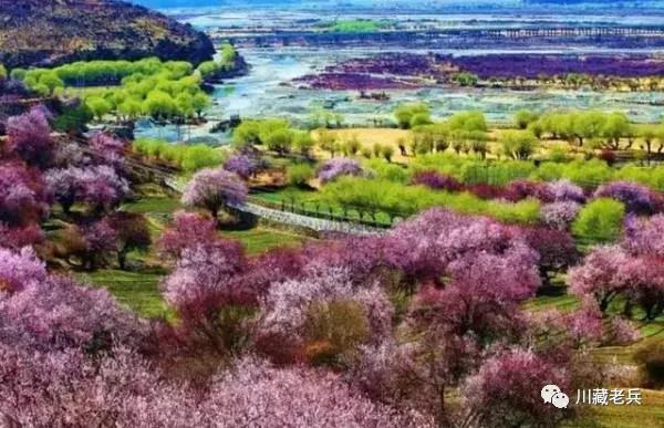 林芝桃花