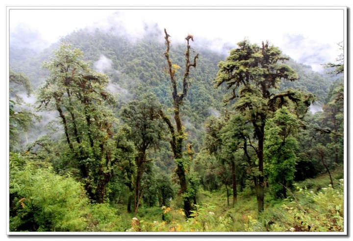 探秘独龙江 (126).JPG 探秘独龙江 (126).JPG