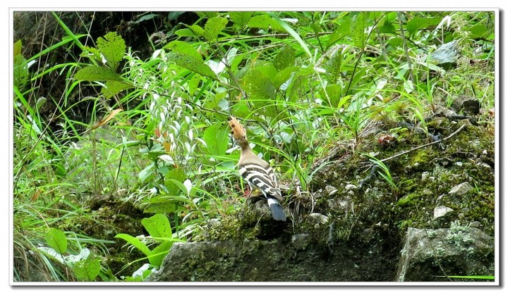 探秘独龙江 (57).JPG 探秘独龙江 (57).JPG